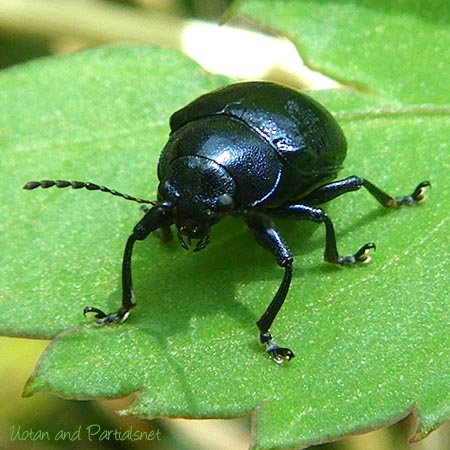 イモサルハムシ