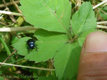イモサルハムシ