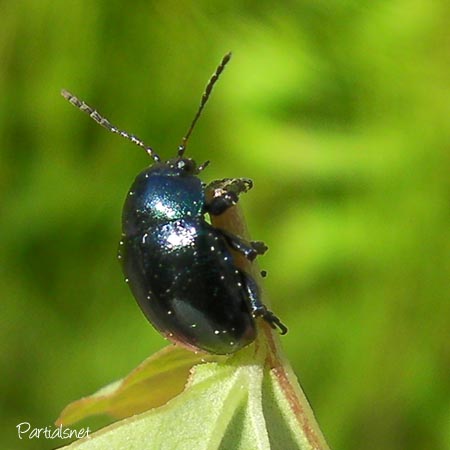 イモサルハムシ