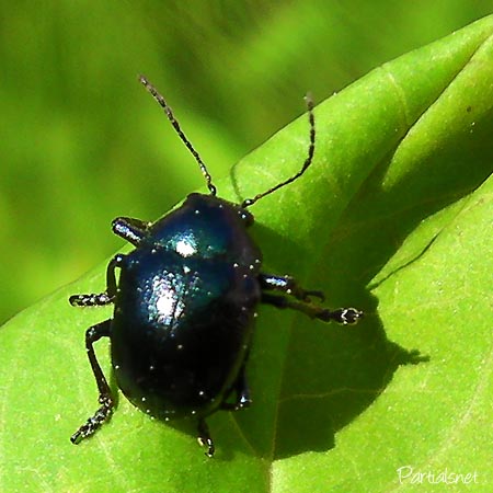 イモサルハムシ