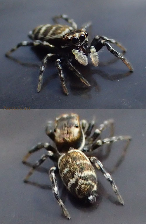 イナズマハエトリ亜成体