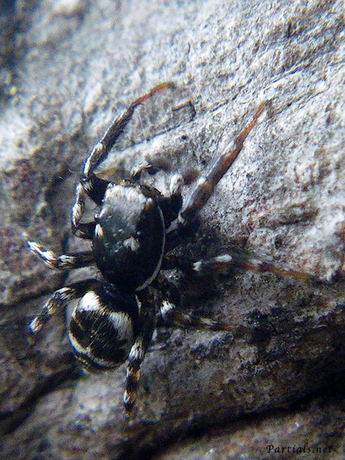 イナズマハエトリ♂