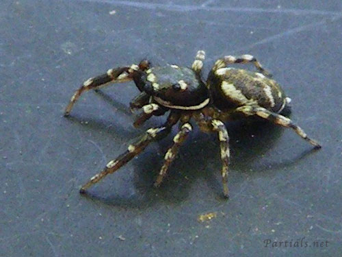 イナズマハエトリ