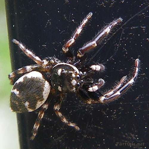 イナズマハエトリ雄