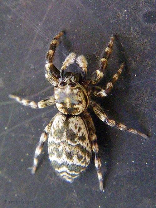 イナズマハエトリ雌