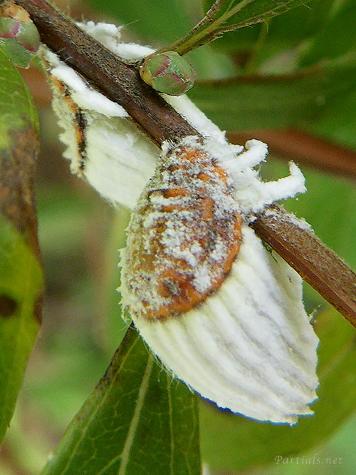 ワタフキカイガラムシ