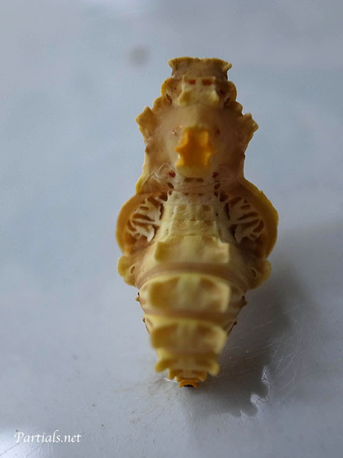 ジャコウアゲハ蛹