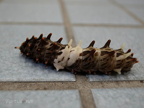 ジャコウアゲハ幼虫