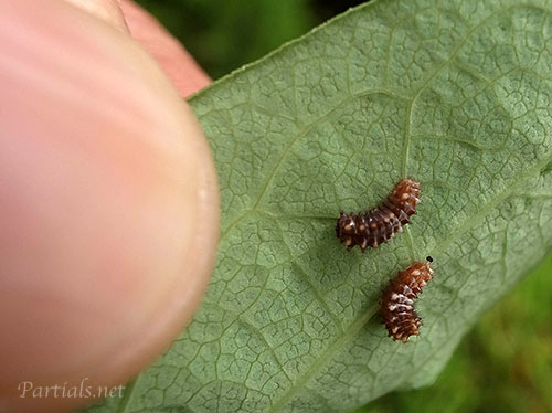 ジャコウアゲハ初齢幼虫