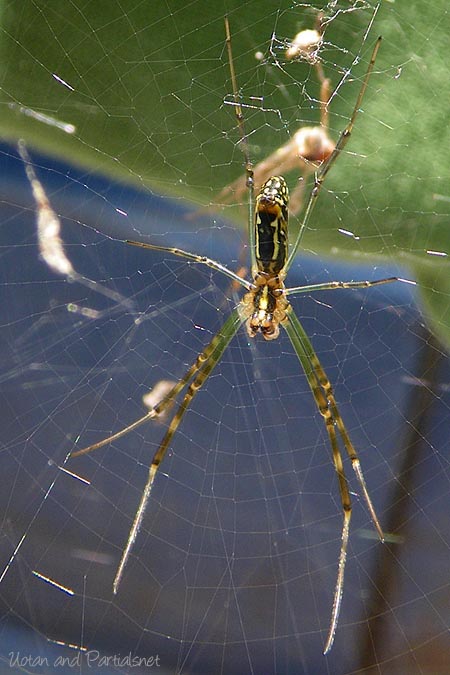 ジョロウグモ幼体の腹側