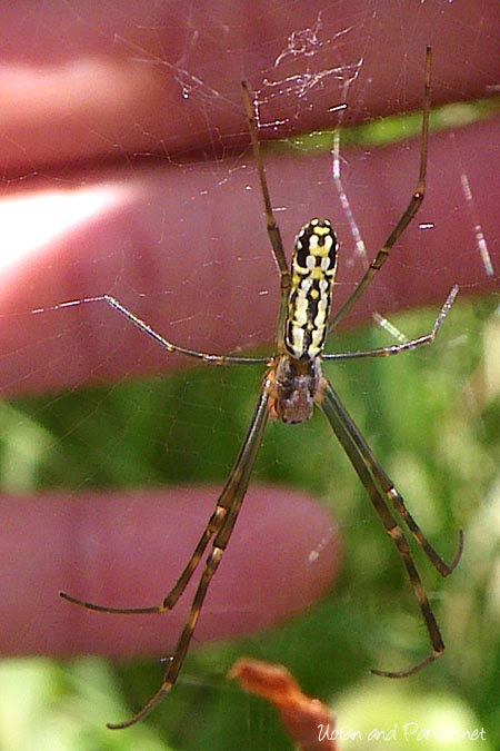 ジョロウグモ幼体の背中側