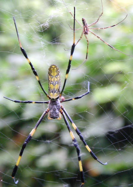 ジョロウグモ腹側