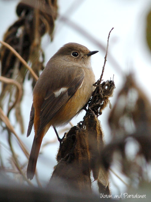 ジョウビタキ♀
