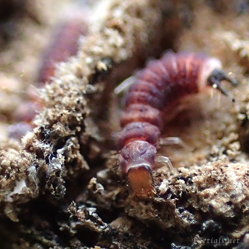 ジョウカイモドキの一種