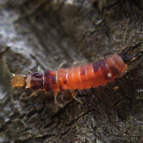 ジョウカイモドキの一種