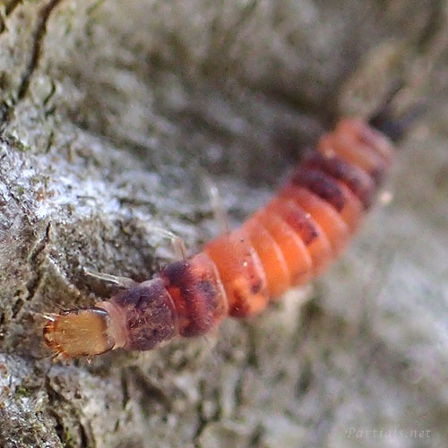 ジョウカイモドキの一種