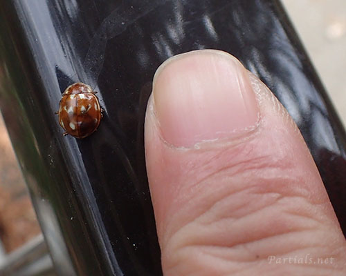 ジュウロクホシテントウ