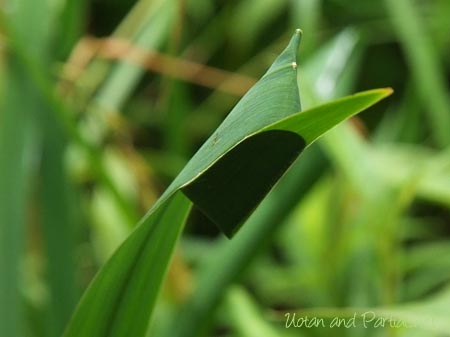 ヤマトコマチグモ