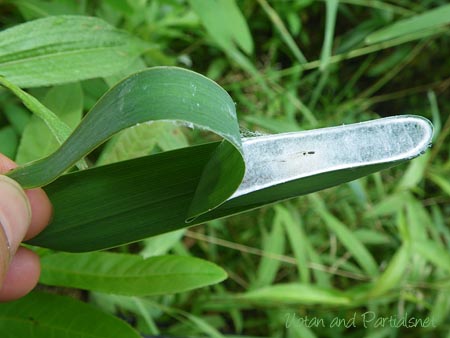 ヤマトコマチグモ