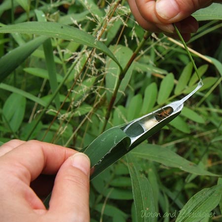 ヤマトコマチグモ