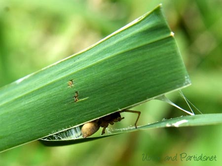 ヤマトコマチグモ