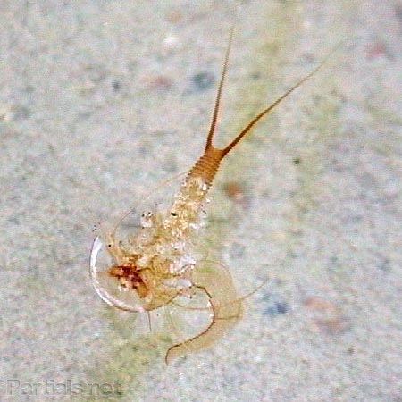 カブトエビの脱皮殻