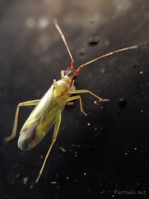 Campyloneura virgula