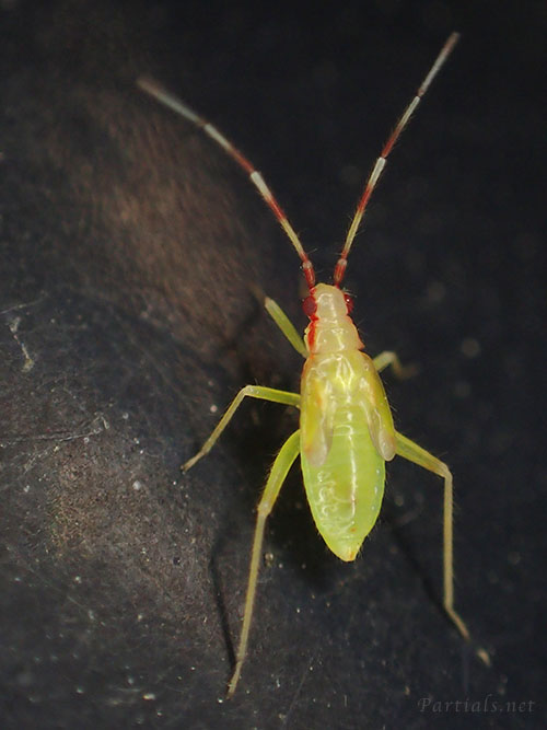 Campyloneura_virgula