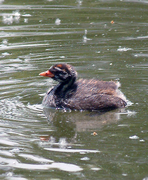 カイツブリ幼鳥