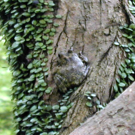 アップでもこれが限界いっぱい