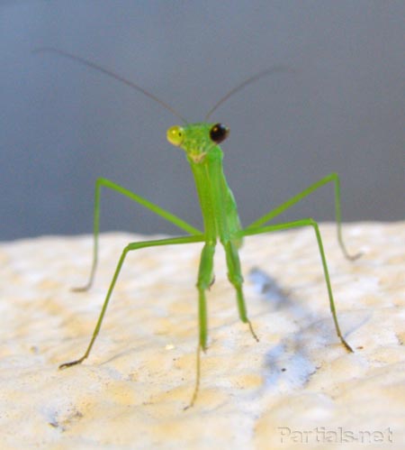 オオカマキリ片目だけ黒い若齢幼虫