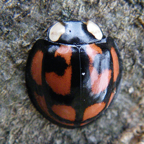 カメノコテントウ