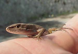 手乗りニホンカナヘビ