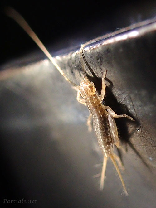 カネタタキの幼虫