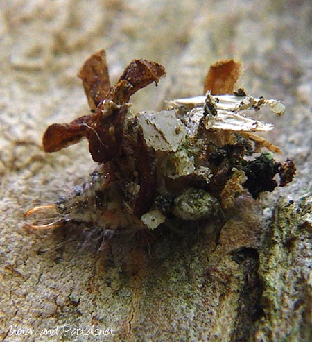 カオマダラクサカゲロウ幼虫