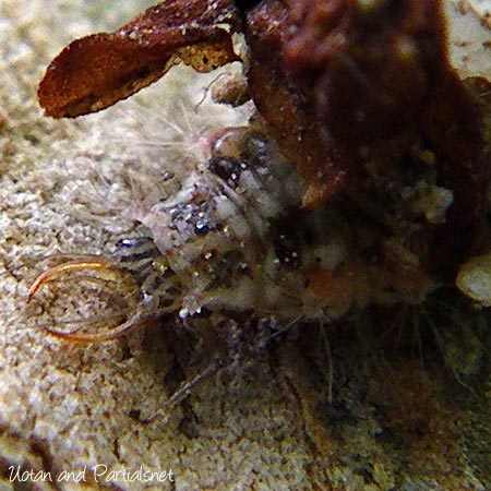 カオマダラクサカゲロウ幼虫