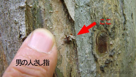 カオマダラクサカゲロウ幼虫