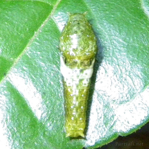 カラスアゲハ幼虫