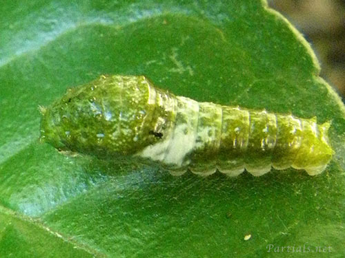 カラスアゲハ幼虫