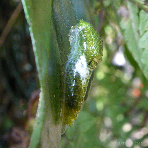 カラスアゲハ幼虫