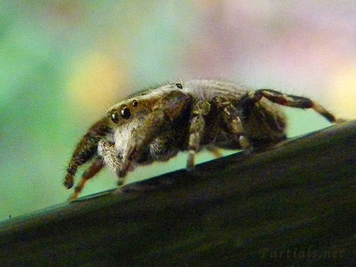 カラスハエトリ雌