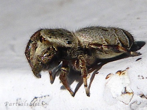 カラスハエトリ