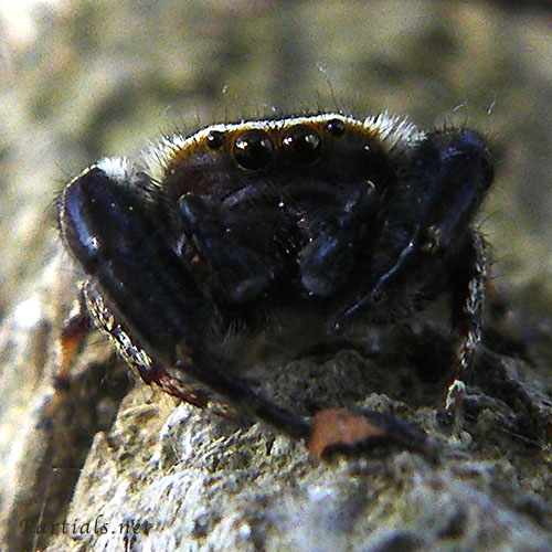 カラスハエトリ