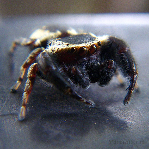 カラスハエトリ雄