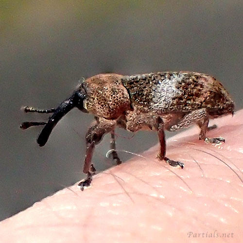 カシアシナガゾウムシ