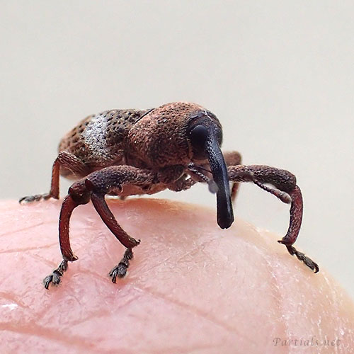 カシアシナガゾウムシ