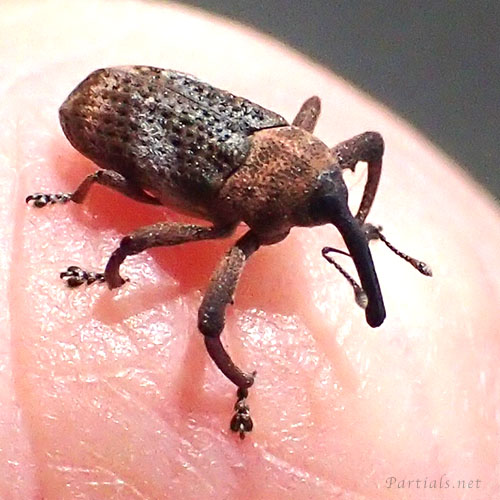 カシアシナガゾウムシ