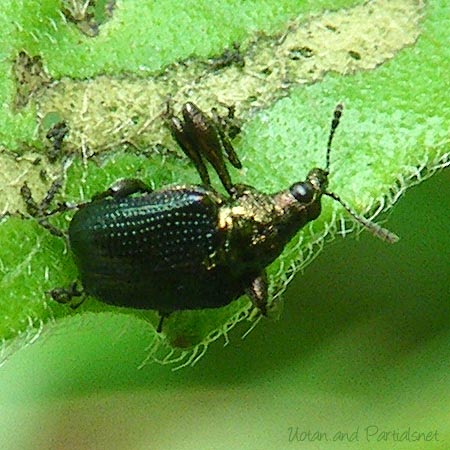 カシルリオトシブミ