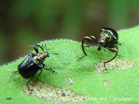 カシルリオトシブミ