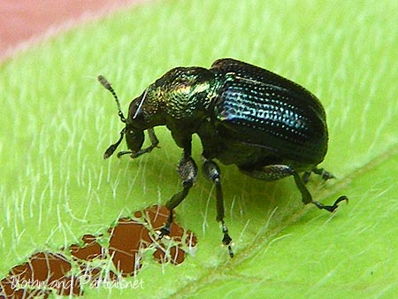 カシルリオトシブミ